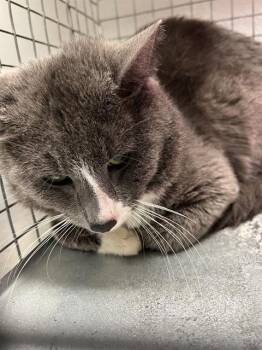 RAJAH -  Domestic Short Hair Cat for Adoption in Las Vegas, Nevada - RAJAH | PetCurious