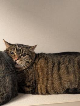 Domestic Short Hair Cats Available for Adoption - Stormy | PetCurious