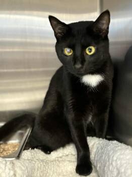 Rescue Domestic Short Hair Cats for Adoption in Bridgewater, New Jersey - Jasmine | PetCurious