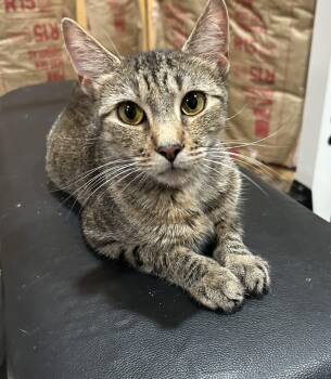 Storm -  Domestic Short Hair Cat for Adoption in Richmond, Virginia - Storm | PetCurious