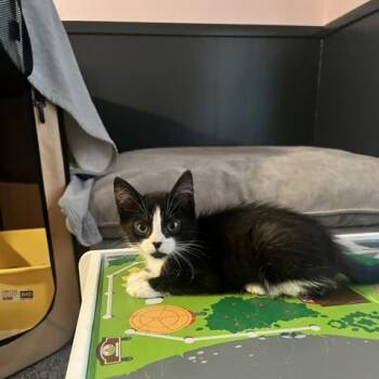 Shirley -  Domestic Short Hair Cat for Adoption in Walker, Michigan - Shirley | PetCurious