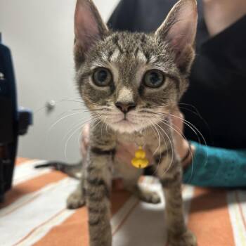 Domestic Short Hair Cats Available for Adoption in Gainesville, Florida - Poppi | PetCurious