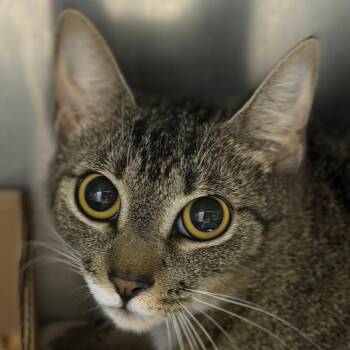 Haught 3 - Celeste -  Domestic Short Hair Cat for Adoption in Donalsonville, Georgia - Haught 3 - Celeste | PetCurious