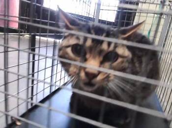 Domestic Short Hair Cats Available for Adoption in Tulsa, Oklahoma - CAT BABY | PetCurious