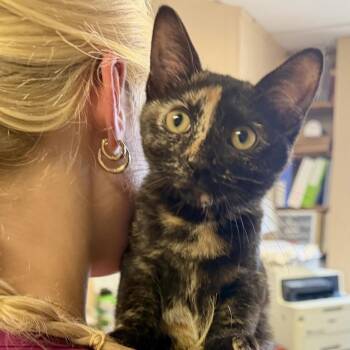 Tilly -  Domestic Short Hair Cat for Adoption in Buffalo, Minnesota - Tilly | PetCurious