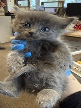 *SILVER -  Domestic Short Hair Cat Available for Adoption in Woodland, California - *SILVER | PetCurious