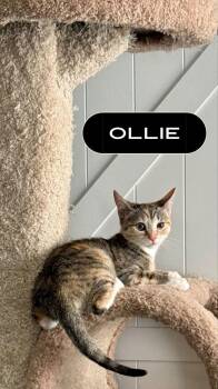 Ollie -  Domestic Short Hair Cat for Adoption in Alafaya, Florida - Ollie | PetCurious