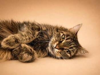 Tiana -  Domestic Medium Hair and Domestic Short Hair Cat for Adoption in Bowling Green, Kentucky - Tiana | PetCurious
