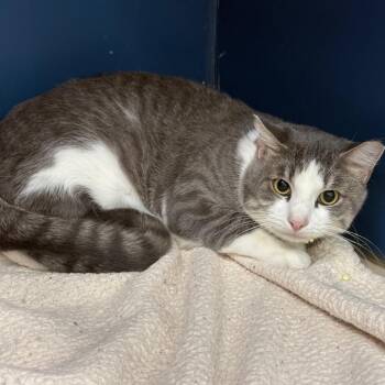 Pearl -  American Shorthair Cat for Adoption in Tulsa, Oklahoma - Pearl | PetCurious