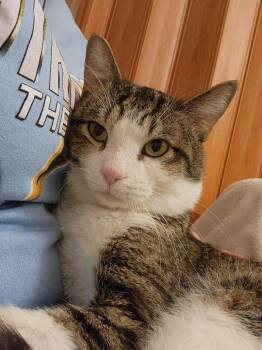 Smiley Face -  Domestic Short Hair Cat for Adoption in Fort Collins, Colorado - Smiley Face | PetCurious