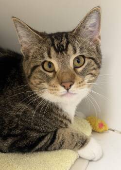 Milla -  Domestic Short Hair Cat for Adoption in Norwalk, Connecticut - Milla | PetCurious