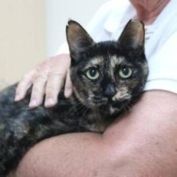 Domestic Short Hair Cats Available for Adoption in Nashville, Tennessee - Marianne | PetCurious