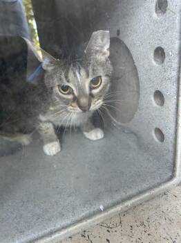 Domestic Short Hair Cats Available for Adoption in Louisville, Kentucky - TURTLE | PetCurious