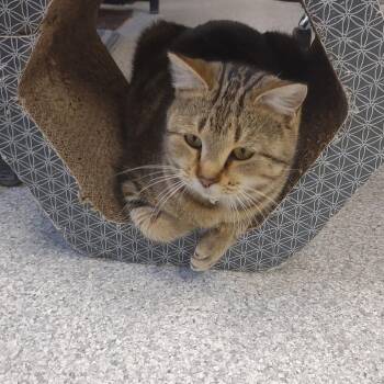 Moon Pie -  Domestic Short Hair Cat for Adoption in Hannibal, Missouri - Moon Pie | PetCurious