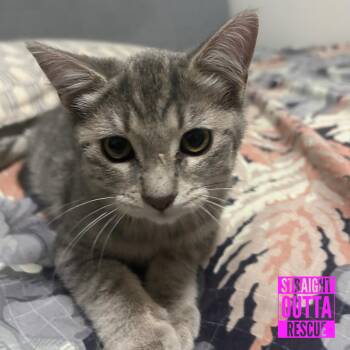 Nimbus -  Domestic Short Hair Cat for Adoption in Vancouver, British Columbia - Nimbus | PetCurious