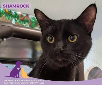 Domestic Short Hair Cats Available for Adoption - Shamrock | PetCurious