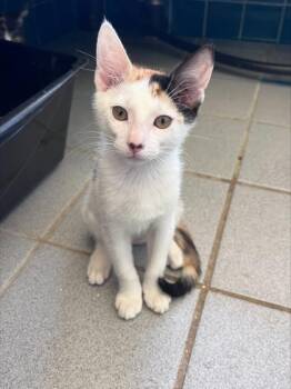 Mahina -  Domestic Short Hair Cat for Adoption in Honolulu, Hawaii - Mahina | PetCurious