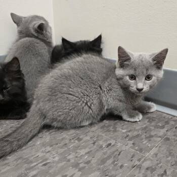 Nyan -  Russian Blue Cat for Adoption in Georgetown, Kentucky - Nyan | PetCurious