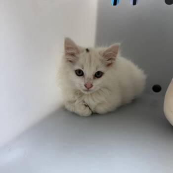 Domestic Medium Hair Cats Available for Adoption in Columbus, Georgia - 5/28/2026-Stray-LindseyCreekPkwy/MaconRoad | PetCurious