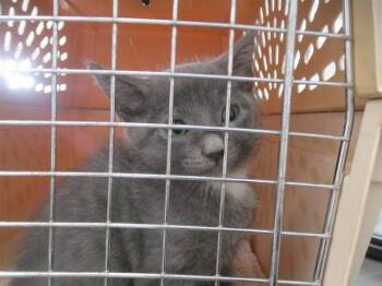 TODDLES -  Domestic Short Hair Cat for Adoption in Ocala, Florida - TODDLES | PetCurious