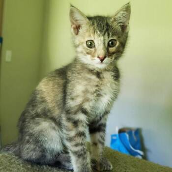 Donna -  Domestic Short Hair Cat for Adoption in Brighton, Missouri - Donna | PetCurious