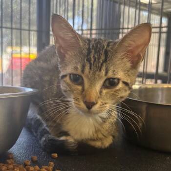 Winstelle -  Domestic Short Hair Cat for Adoption in Lakeland, Florida - Winstelle | PetCurious