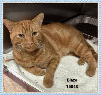 Rescue Domestic Short Hair and Tabby Cats for Adoption in Marietta, Georgia - BLAZE | PetCurious
