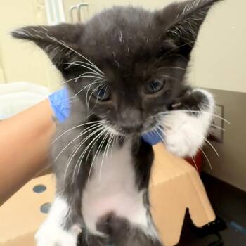 Zephyr -  Domestic Short Hair Cat for Adoption in Columbus, Georgia - Zephyr | PetCurious
