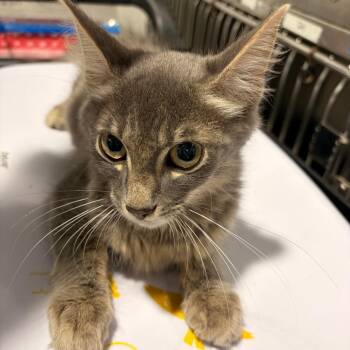 Thomas -  Domestic Short Hair Cat for Adoption in Tampa, Florida - Thomas | PetCurious