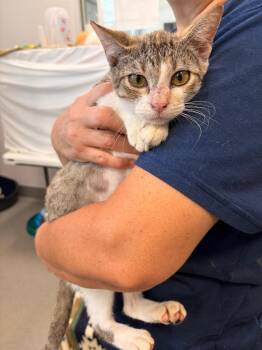 Wanda Purrximox PA -  Domestic Short Hair Cat for Adoption in Denham Springs, Louisiana - Wanda Purrximox PA | PetCurious