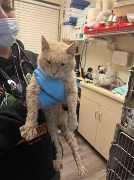 Domestic Short Hair Cats Available for Adoption in Stockton, California - KAREN | PetCurious