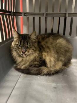 FrankenFloof -  Maine Coon and Domestic Short Hair Cat for Adoption in Fresno, California - FrankenFloof | PetCurious