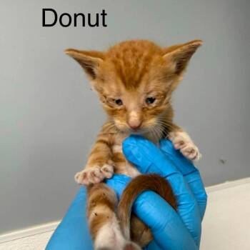 Donut -  American Shorthair Cat for Adoption in Spring Hill, Kansas - Donut | PetCurious