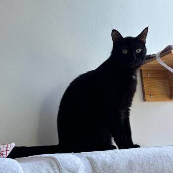 Shadow -  Domestic Short Hair Cat for Adoption in Redwood City, California - Shadow | PetCurious