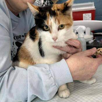 Domestic Short Hair Cats Available for Adoption - Raya | PetCurious