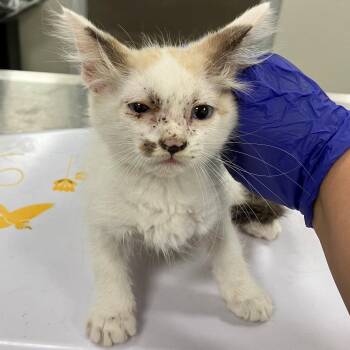 Raya -  Domestic Short Hair Cat for Adoption in Las Cruces, New Mexico - Raya | PetCurious