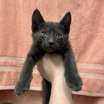 Gus -  Domestic Short Hair Cat for Adoption in Long Beach, California - Gus | PetCurious