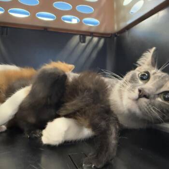 Scarlett -  Domestic Medium Hair Cat for Adoption in Montgomery, Alabama - Scarlett | PetCurious