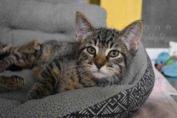 Powerbomb -  Domestic Short Hair Cat for Adoption in Kansas City, Missouri - Powerbomb | PetCurious