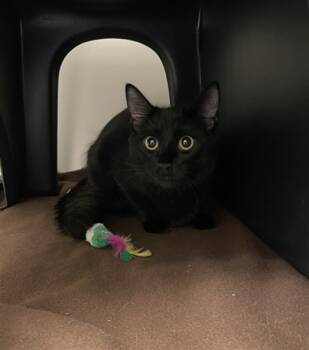 Rescue Domestic Medium Hair Cats for Adoption in Ontario, California - GHOST | PetCurious