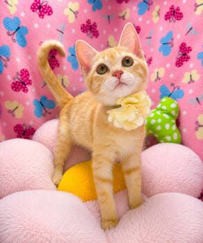 Willow -  Tabby Cat for Adoption in Tavares, Florida - Willow | PetCurious