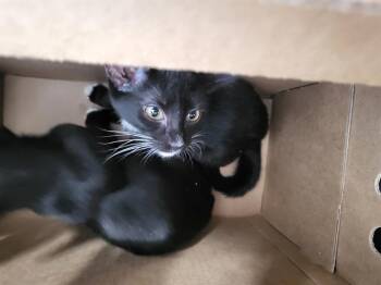 GAMORA -  Domestic Medium Hair Cat for Adoption in Dallas, Texas - GAMORA | PetCurious