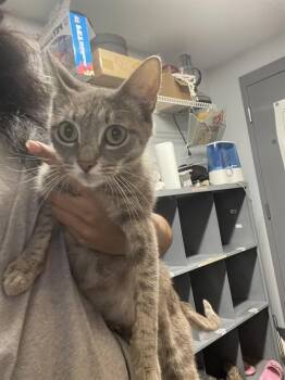 VIOLET -  Domestic Short Hair Cat for Adoption in Tallahassee, Florida - VIOLET | PetCurious