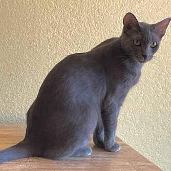 Calla -  Domestic Short Hair Cat for Adoption in Hemet, California - Calla | PetCurious