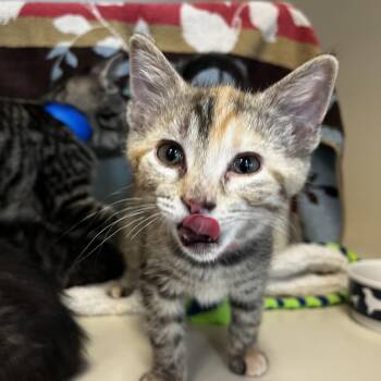 Margie -  Domestic Short Hair Cat for Adoption in Fairport, New York - Margie | PetCurious