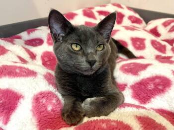 Big Bear (needs to be adopted with littermate) -  Domestic Short Hair Cat for Adoption in Oakland, California - Big Bear (needs To Be Adopted With Littermate) | PetCurious