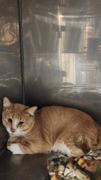 JORGE -  Domestic Short Hair Cat for Adoption in Albuquerque, New Mexico - JORGE | PetCurious