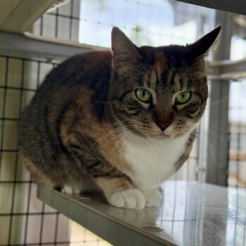 Pudding -  Domestic Short Hair Cat Available for Adoption in Freeport, Florida - Pudding | PetCurious