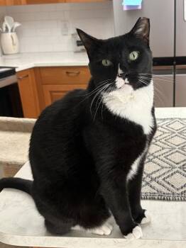 Stefan -  Domestic Short Hair Cat for Adoption in Ruskin, Florida - Stefan | PetCurious