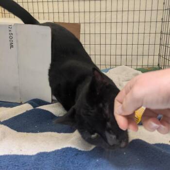 Chubby Parker -  Domestic Short Hair Cat for Adoption in Santa Rosa, California - Chubby Parker | PetCurious